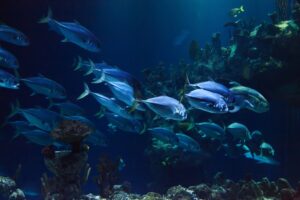 sea-water-ocean-animal-dark-diving-1257455-pxhere.com